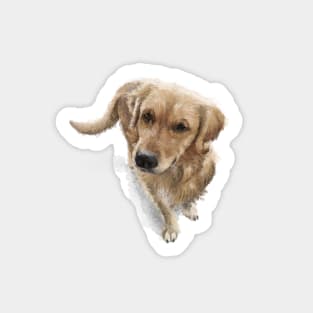 The Golden Retriever Sticker